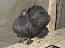 DSC00086