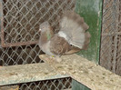 DSC00088