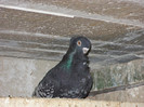 DSC00090