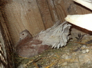 DSC00093