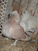 DSC00095