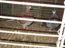 DSC00097