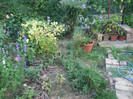 flori 2012 883