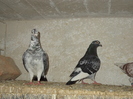 DSC00102