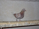 DSC00103
