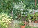flori 2012 884
