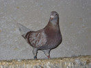 neamta