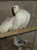 DSC00106