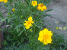 flori 2012 873