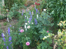 flori 2012 888