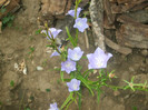 flori 2012 889
