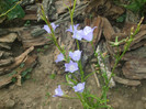 flori 2012 890