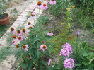flori 2012 850