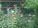 flori 2012 851