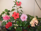 poze Hibbiscus grup