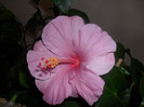 Hibiscus Bluerberry Trill