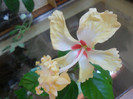 Hibiscus El  Capitolio Sport of Sport