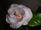Hibiscus Cajun Blue