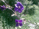 CLEMATITA