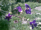 CLEMATITA