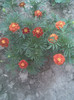 Imag102