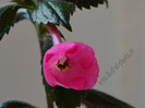 Achimenes Rosenberg
