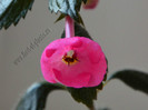 Achimenes Rosenberg