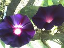 13-07-12_0725