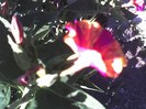13-07-12_0727