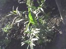 goji berry