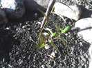 13-07-12_0750 rodiu