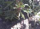 13-07-12_1006 goji berry