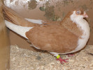 8g.m(2011)-vandut