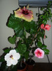 Hibiscus grup