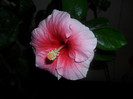 Hibiscus Yoder Camelia