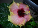 Hibiscus Tahitian Quinn