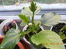 DSCN1668