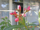 DSCN1633