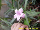 ruelia
