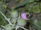 Bumblebee on Cirsium (2012, July 14)