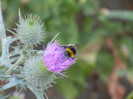 Bumblebee on Cirsium (2012, July 14)