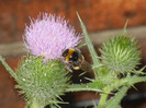 Bumblebee on Cirsium (2012, July 14)