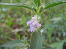 Stachys tenuifolia (2012, July 14)