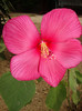 hibiscus moscheutos