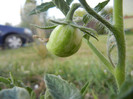 Tomato Green Zebra (2012, July 14)