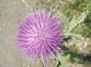 Cirsium spp. (2012, June 22)