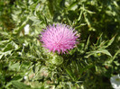 Cirsium spp. (2012, June 22)