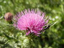 Cirsium spp._Thistle (2012, June 22)