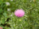 Cirsium spp._Thistle (2012, June 26)