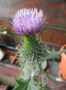 Cirsium spp._Thistle (2012, July 11)